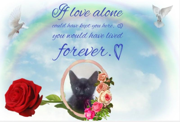 Lavanda of the luzcas1106 family