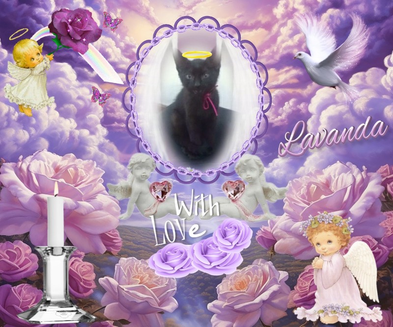 Lavanda of the luzcas1106 family