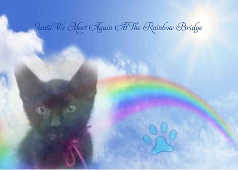 Lavanda of the luzcas1106 family