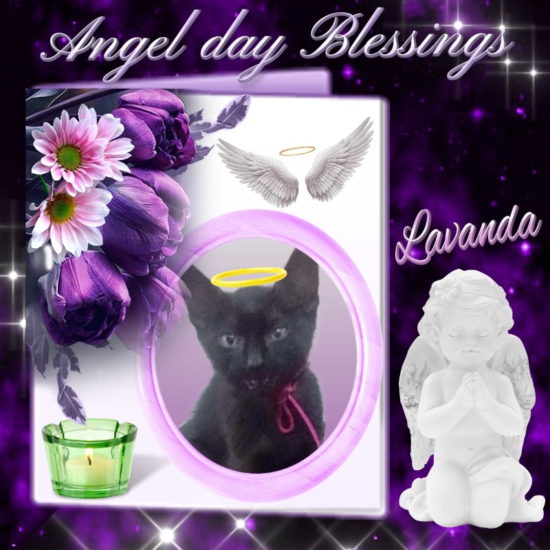 Lavanda of the luzcas1106 family