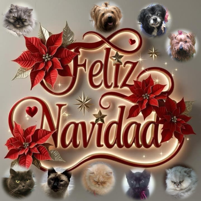 Lavanda of the luzcas1106 family