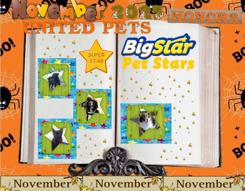 Lavanda of the luzcas1106 family