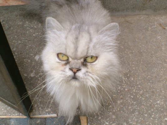 luzcas1106 uploaded   328  day/s  ago