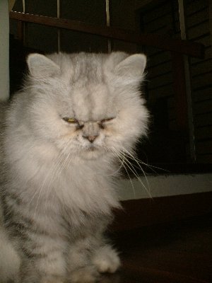 luzcas1106 uploaded   328  day/s  ago