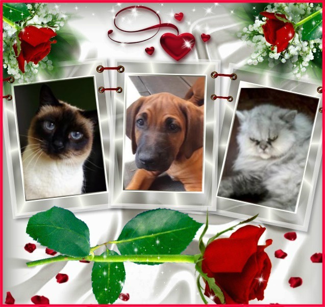 Mininha of the luzcas1106 family