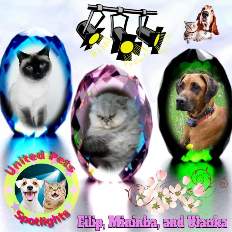 Mininha of the luzcas1106 family