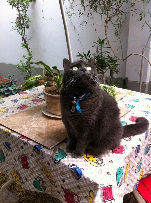 luzcas1106 uploaded   8 year/s ago