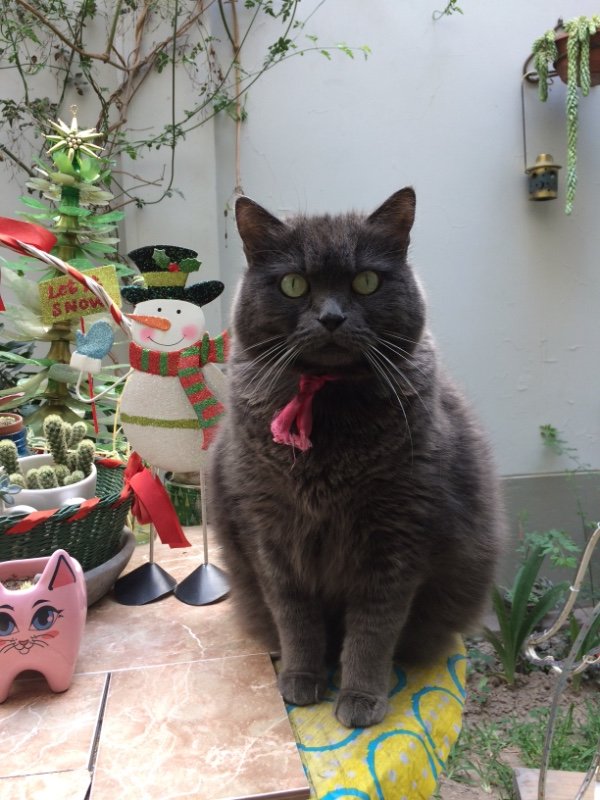 luzcas1106 uploaded   6 year/s ago