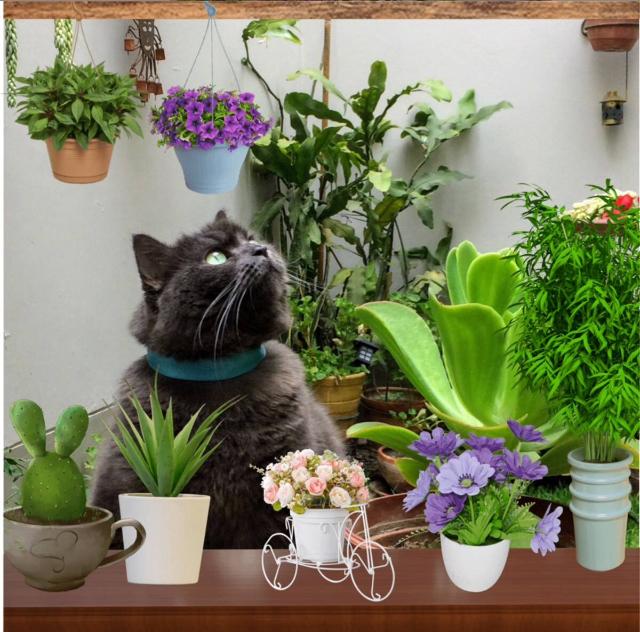 luzcas1106 uploaded   5 year/s ago