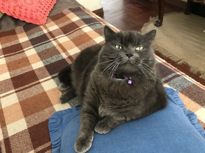 luzcas1106 uploaded   5 year/s ago