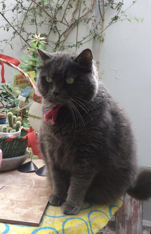 luzcas1106 uploaded   131  day/s  ago