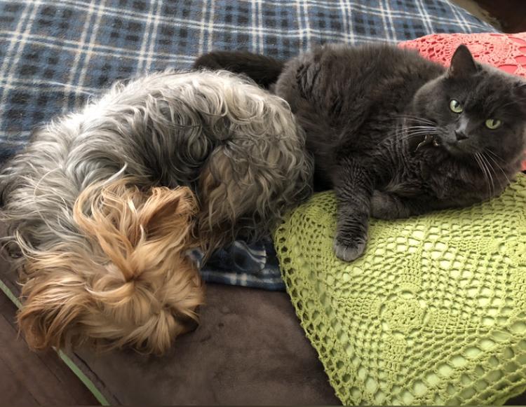 luzcas1106 uploaded   136  day/s  ago