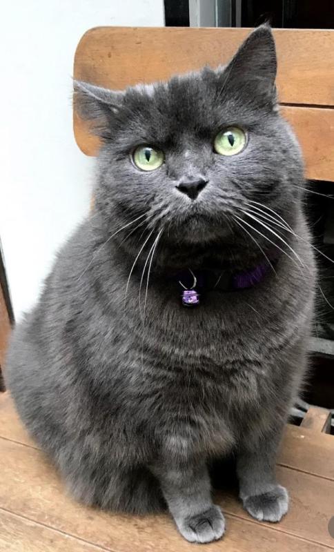 Brandy of the luzcas1106 family