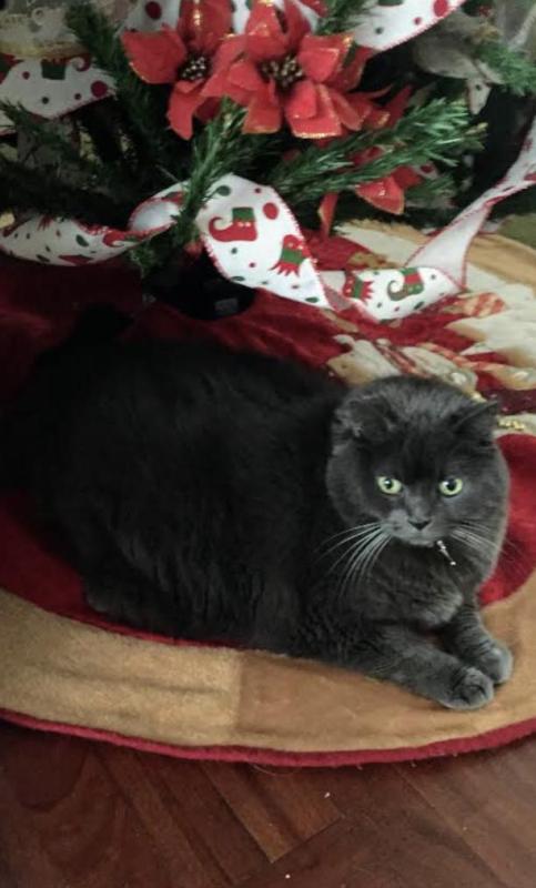 luzcas1106 uploaded   136  day/s  ago