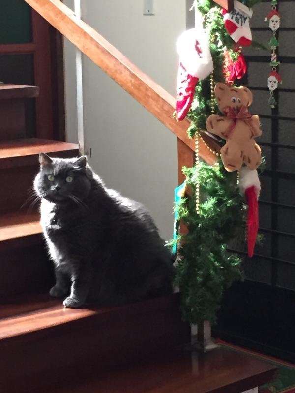 luzcas1106 uploaded   3 year/s ago