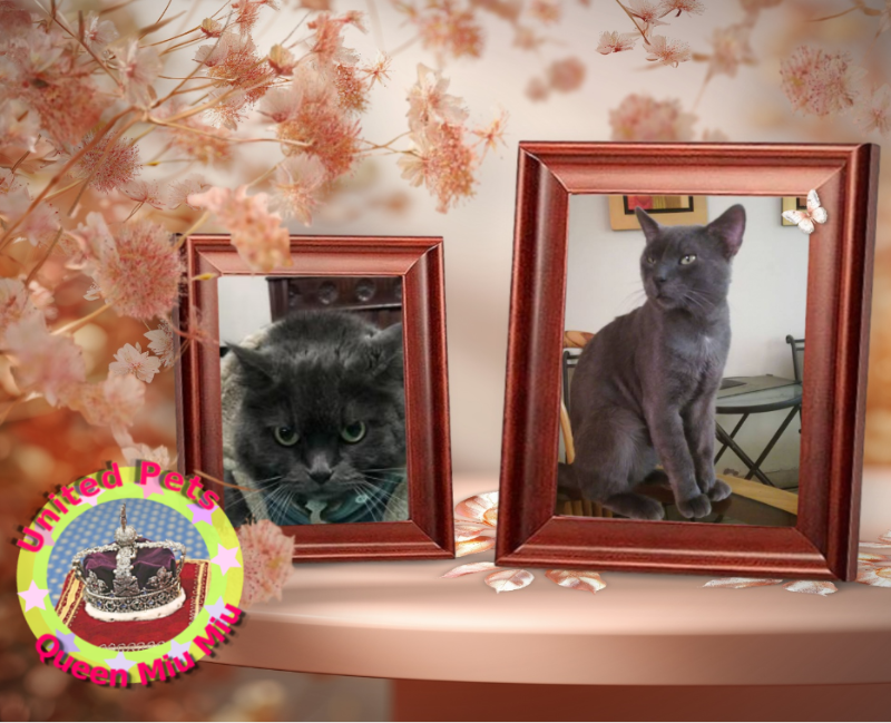 Brandy of the luzcas1106 family