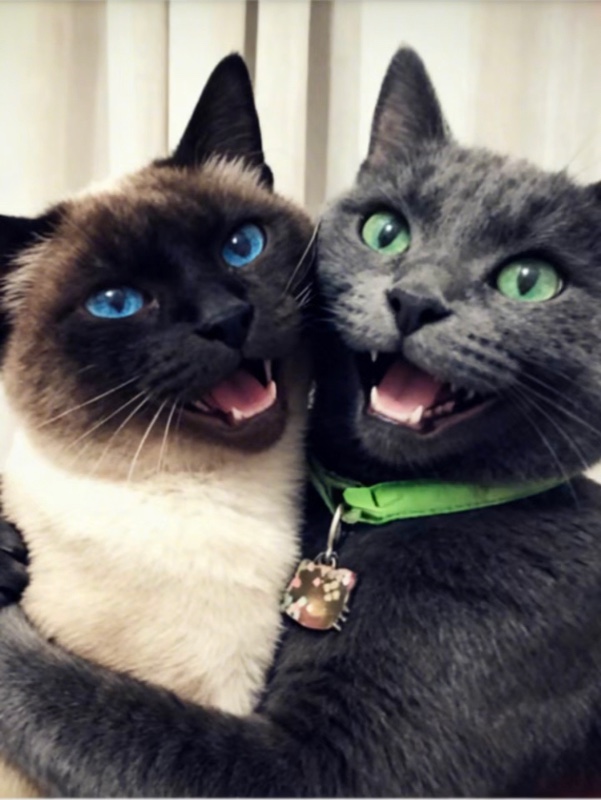 Brandy of the luzcas1106 family