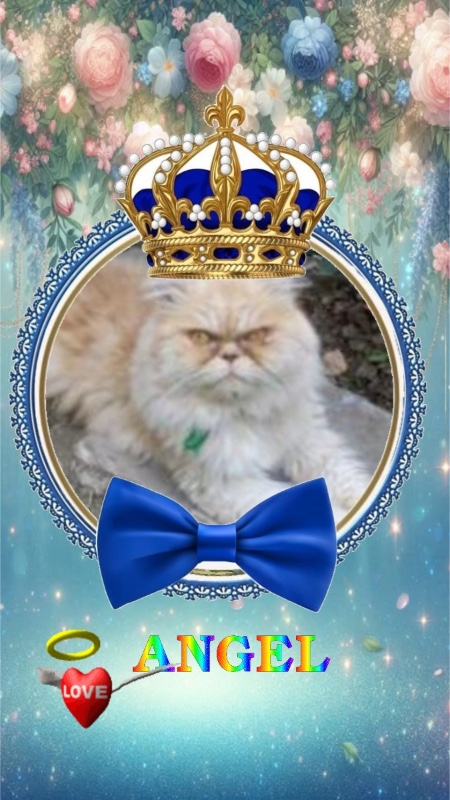 Amadeus of the luzcas1106 family