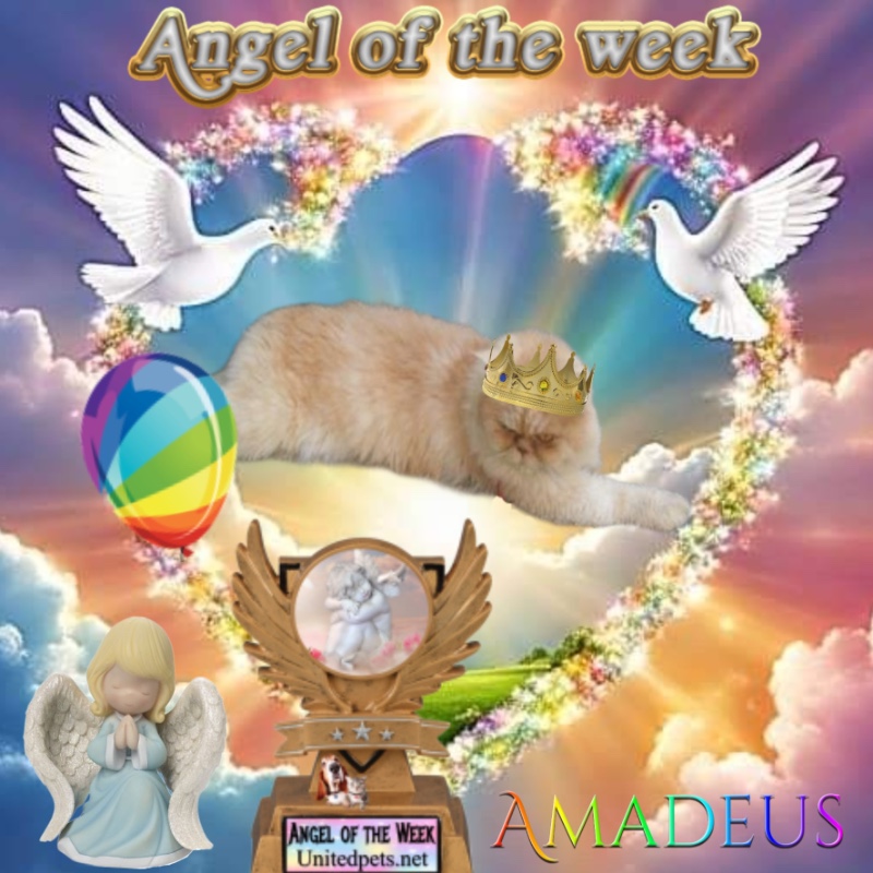 Amadeus of the luzcas1106 family