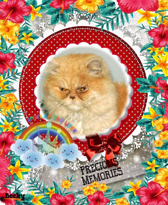 Amadeus of the luzcas1106 family