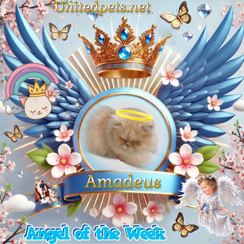 Amadeus of the luzcas1106 family