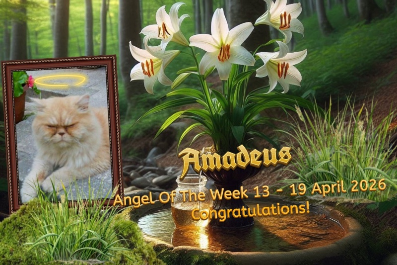 Amadeus of the luzcas1106 family