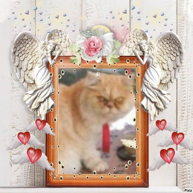 Amadeus of the luzcas1106 family