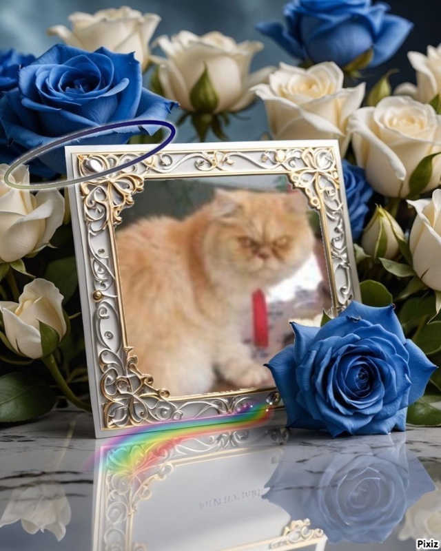 Amadeus of the luzcas1106 family