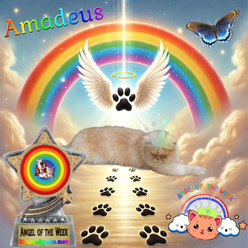 Amadeus of the luzcas1106 family