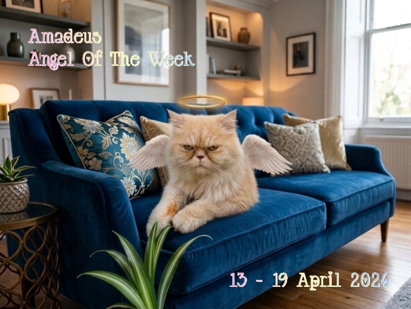 Amadeus of the luzcas1106 family