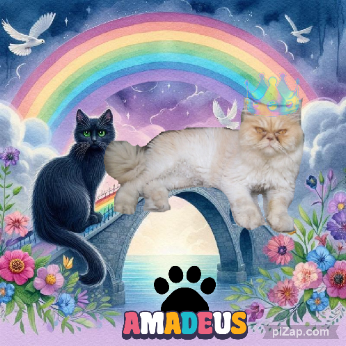 Amadeus of the luzcas1106 family