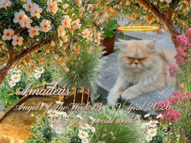 Amadeus of the luzcas1106 family