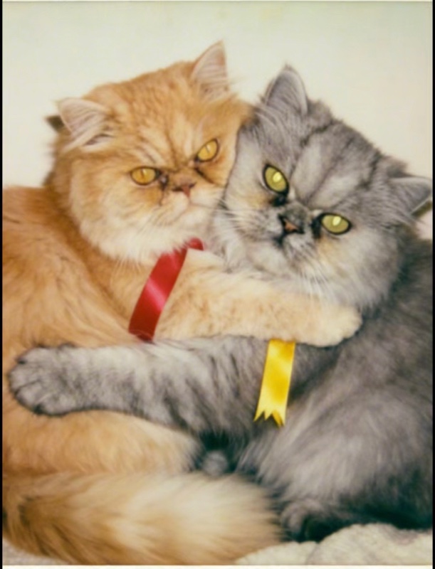 Amadeus of the luzcas1106 family