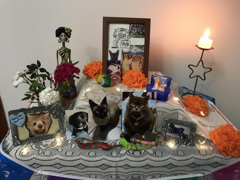 Amadeus of the luzcas1106 family