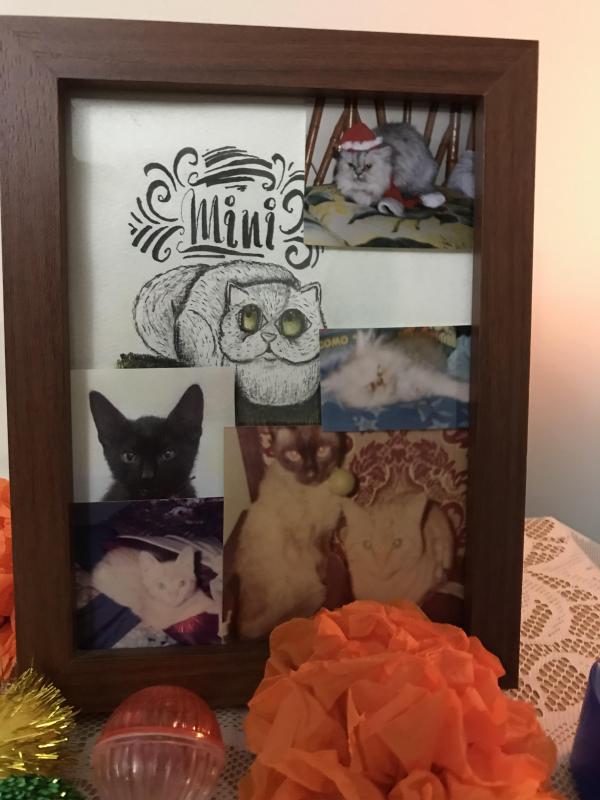 Amadeus of the luzcas1106 family