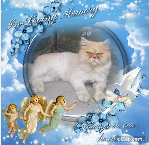 Amadeus of the luzcas1106 family