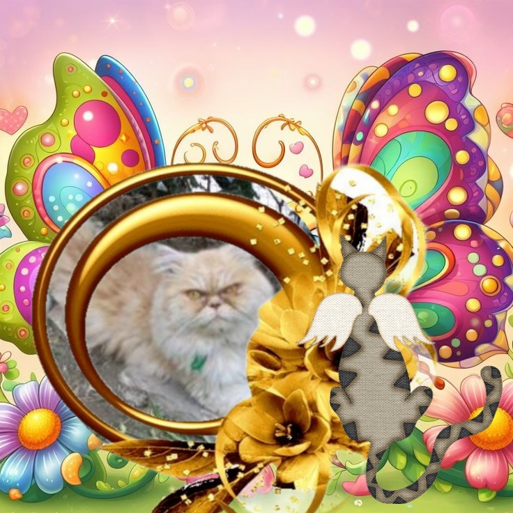 Amadeus of the luzcas1106 family