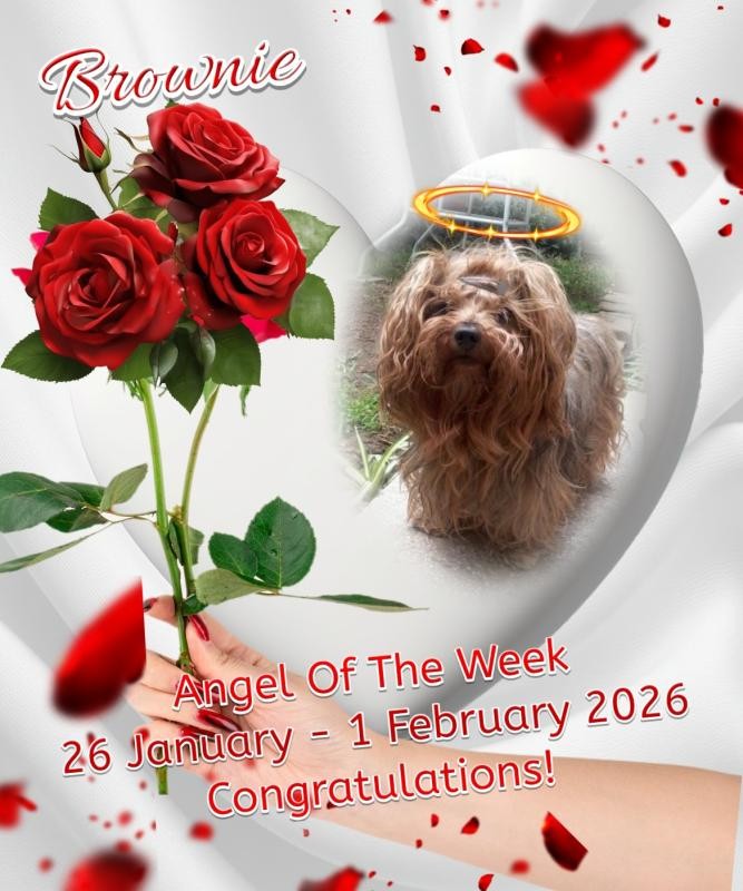 Brownie of the luzcas1106 family