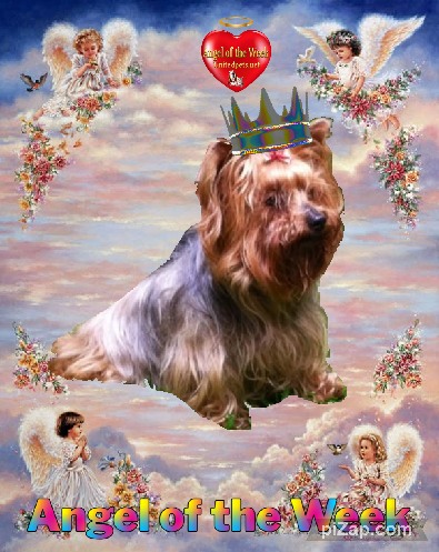 Brownie of the luzcas1106 family