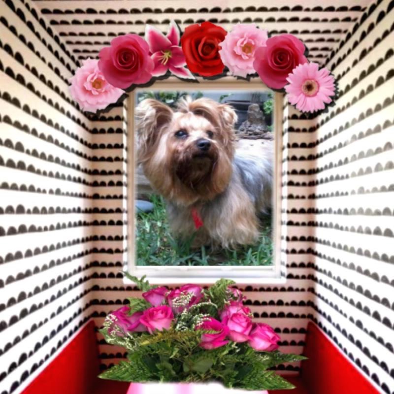 luzcas1106 uploaded   92  day/s  ago