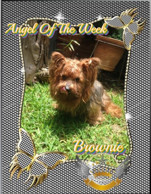 Brownie of the luzcas1106 family