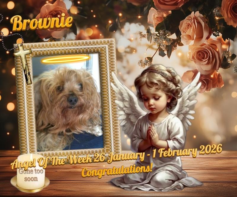 Brownie of the luzcas1106 family