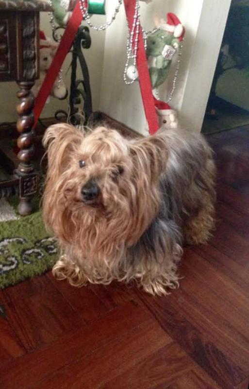 Brownie of the luzcas1106 family