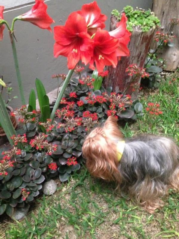 luzcas1106 uploaded   184  day/s  ago