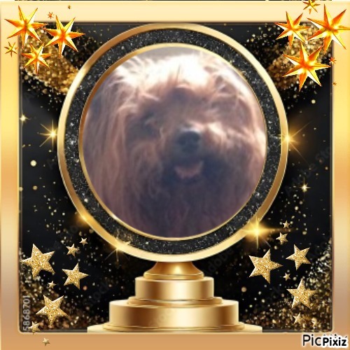 Brownie of the luzcas1106 family