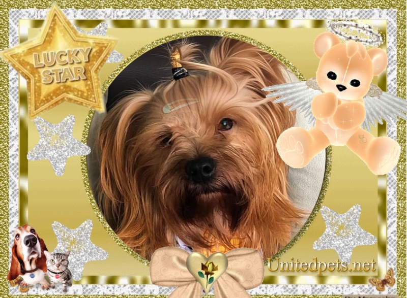 Brownie of the luzcas1106 family