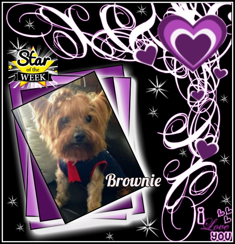 Brownie of the luzcas1106 family