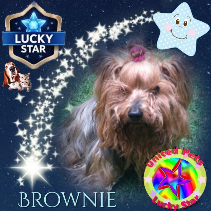 Brownie of the luzcas1106 family