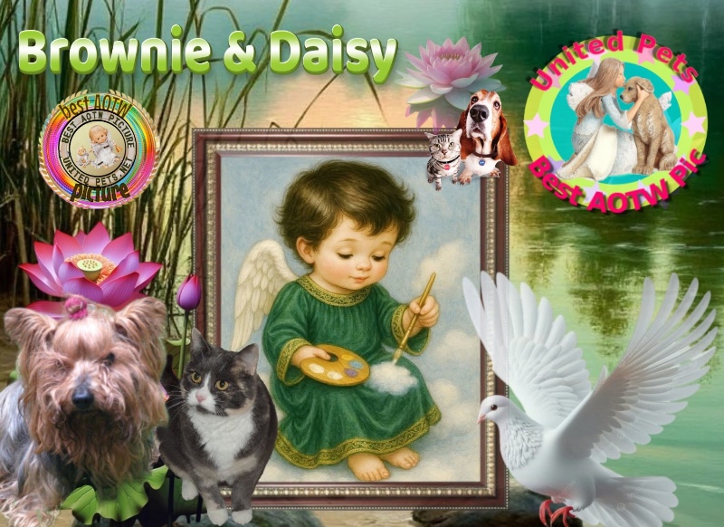 Brownie of the luzcas1106 family