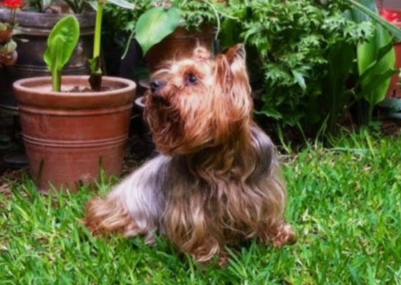 Brownie of the luzcas1106 family